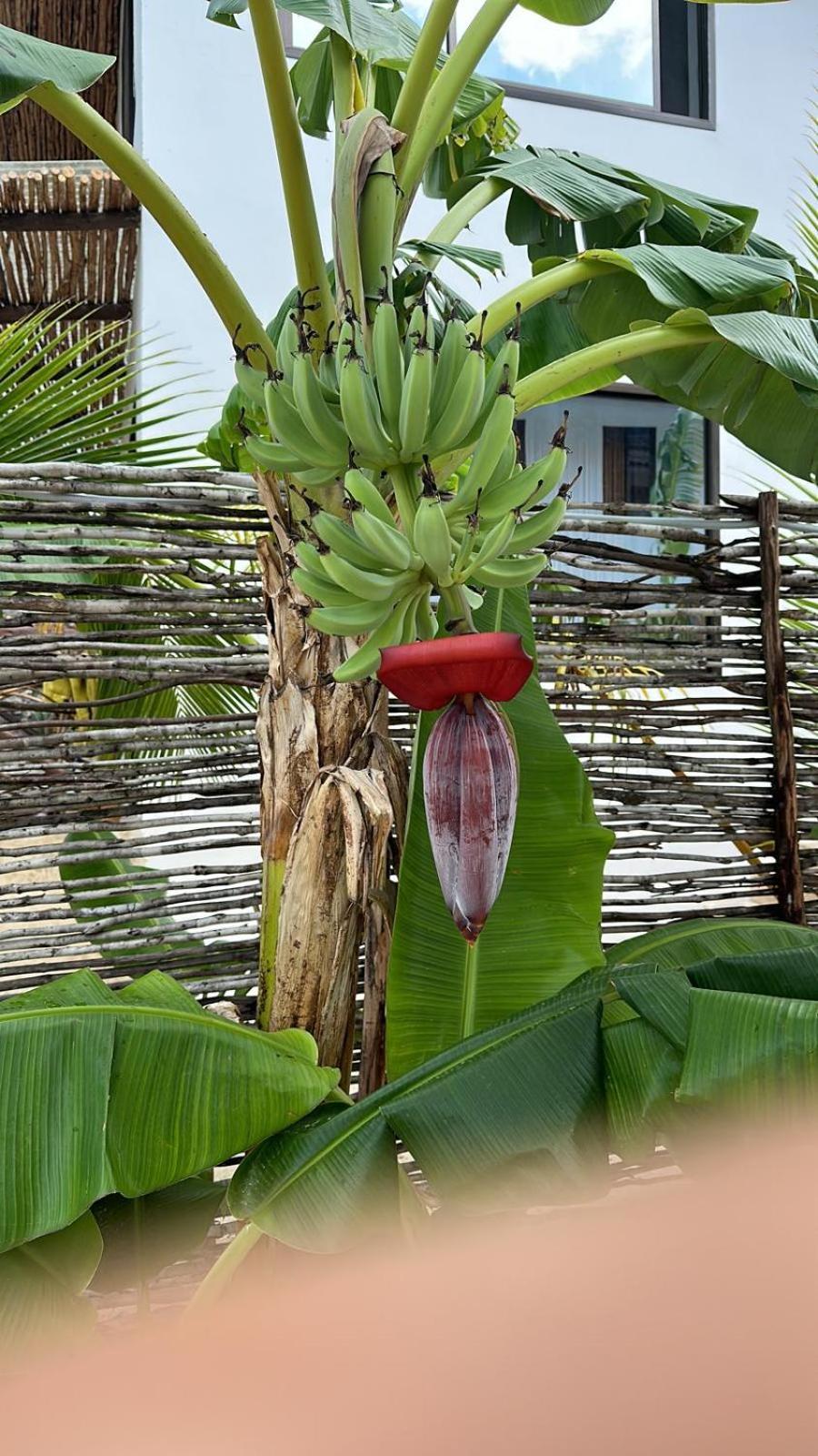 Maracuja Villa Zanzibar 布韦朱 外观 照片